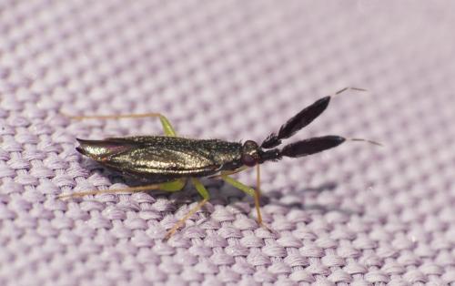 Réf. 235 916 : Heterotoma planicornis